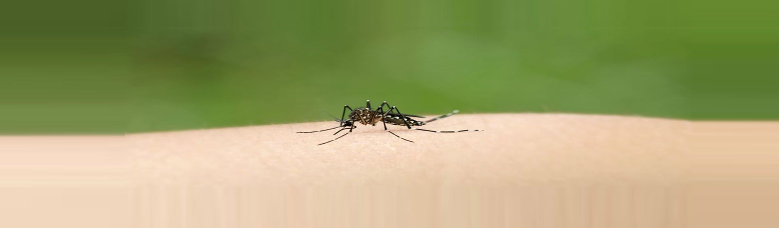 Dengue